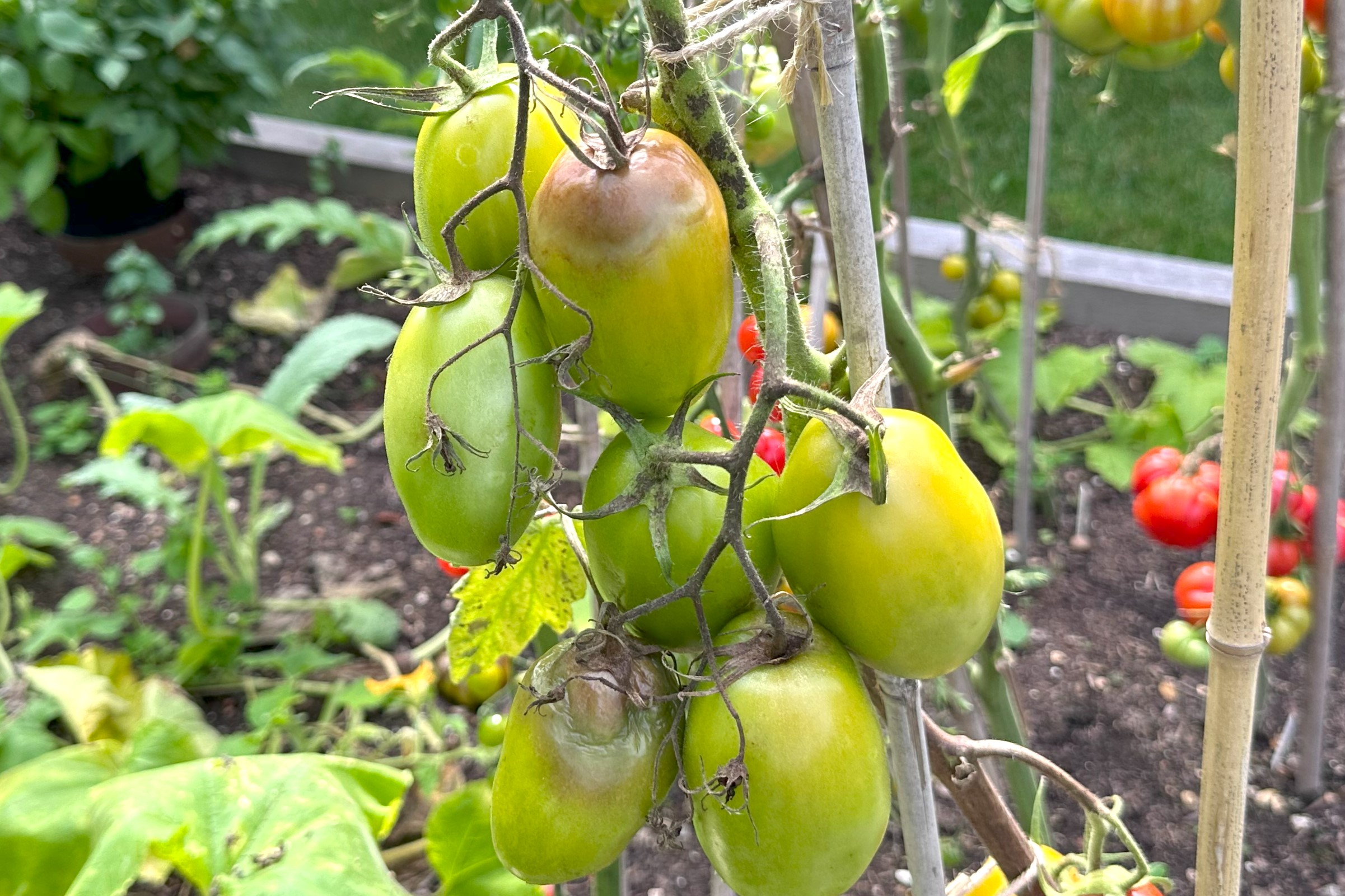 Blight on ripening tomatoes