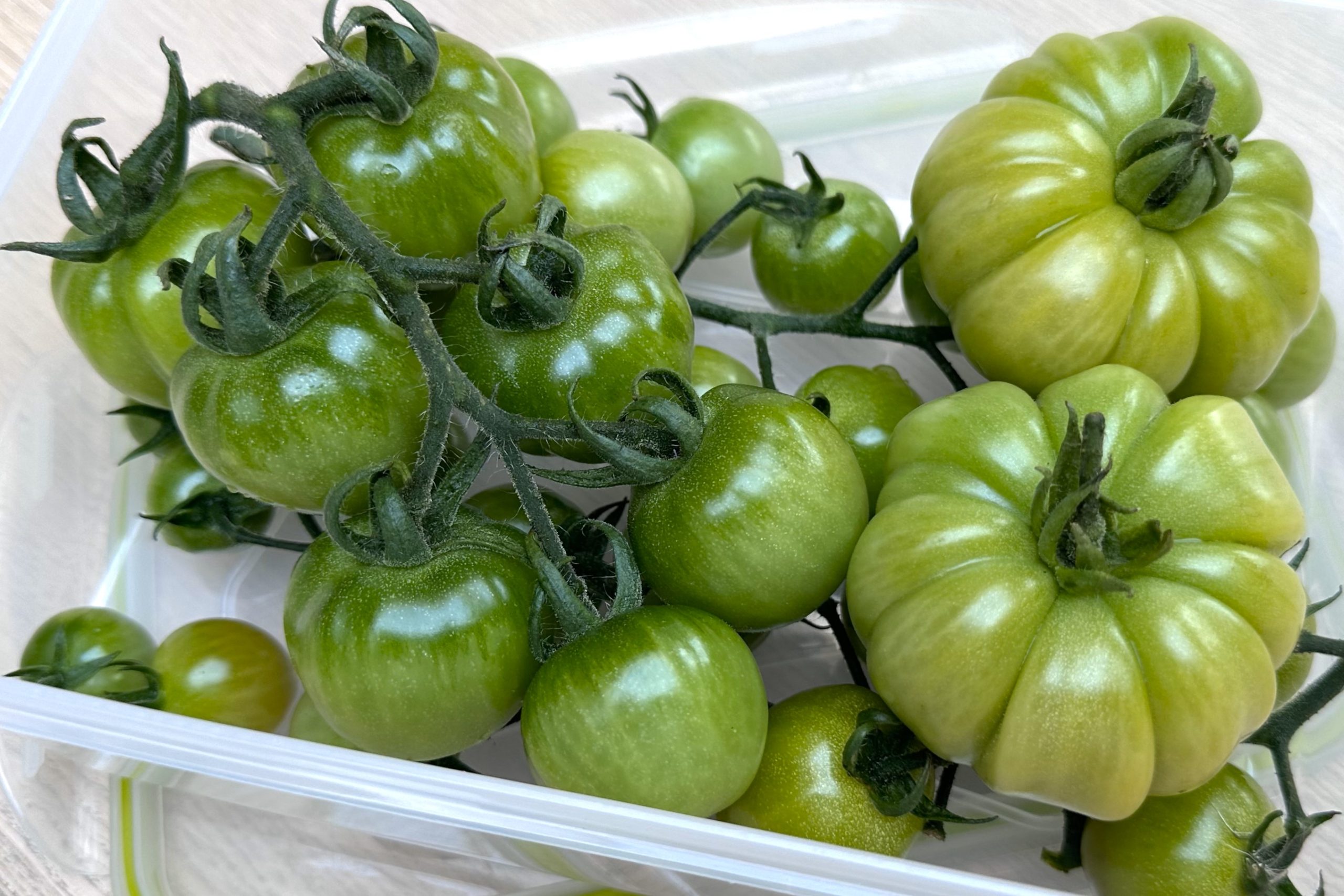 green tomatoes reading to be ripened