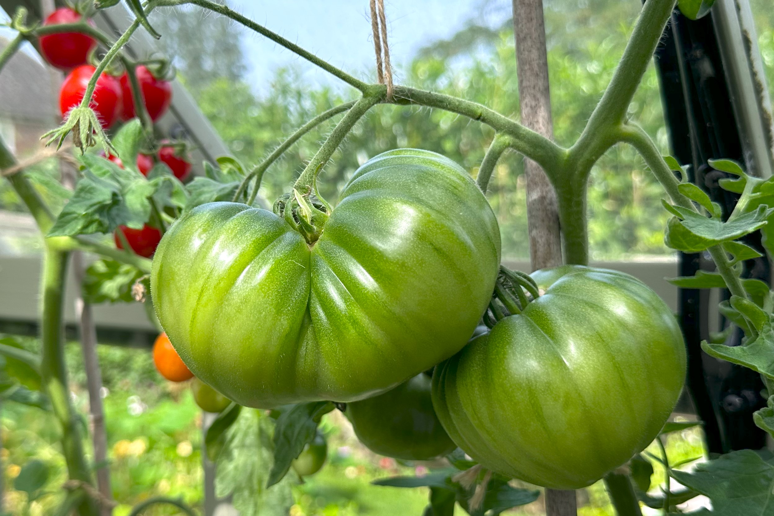 Green Tomatoes Ripening on the Vine