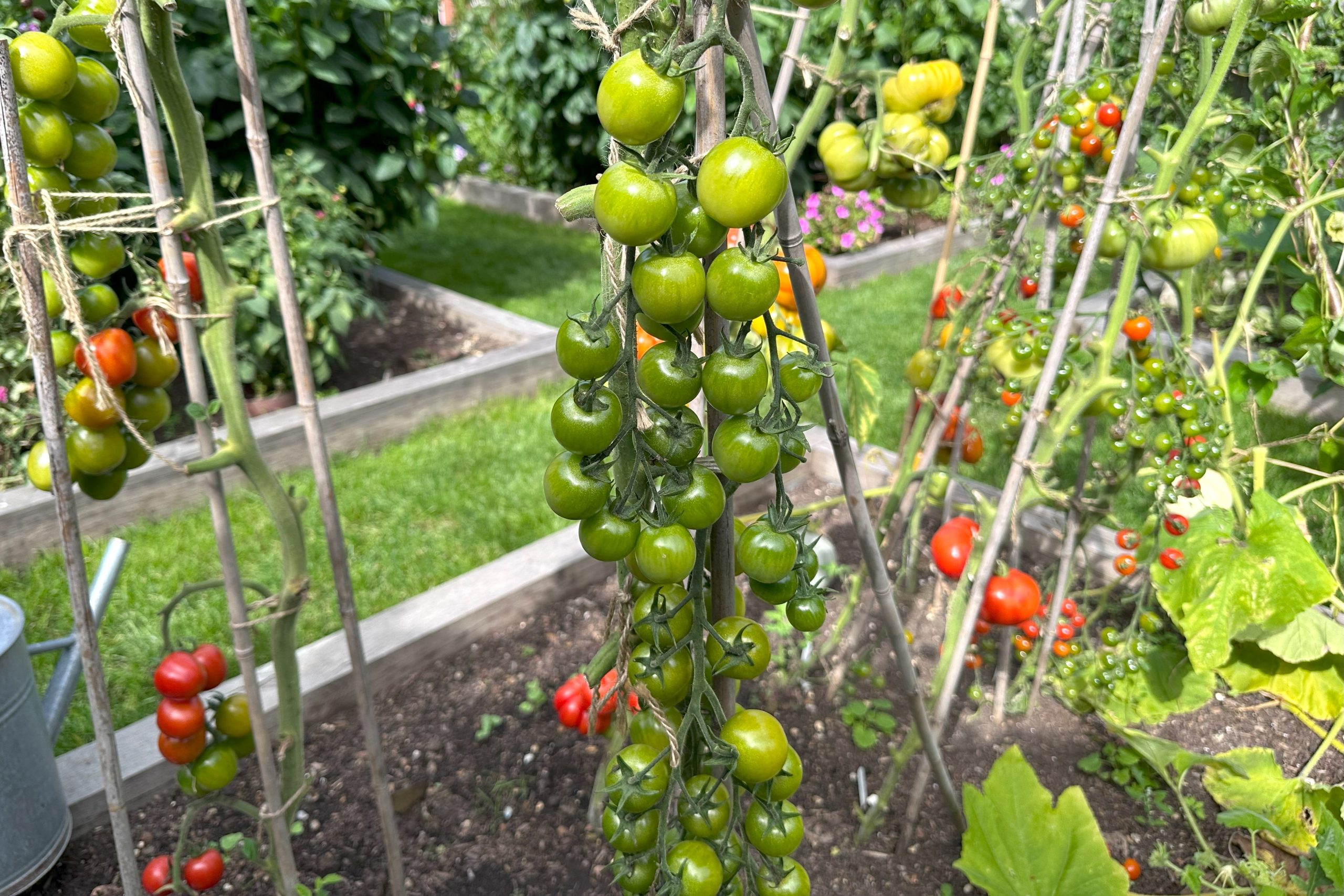 Tomato plants prepared for ripening